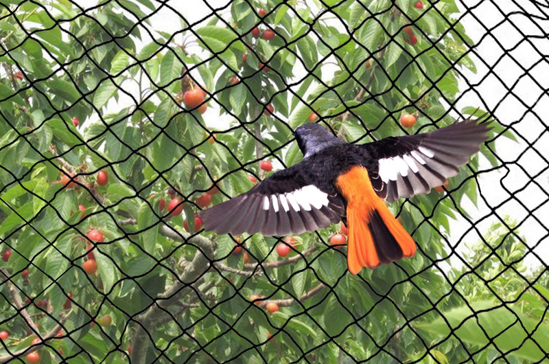 Antibird Net