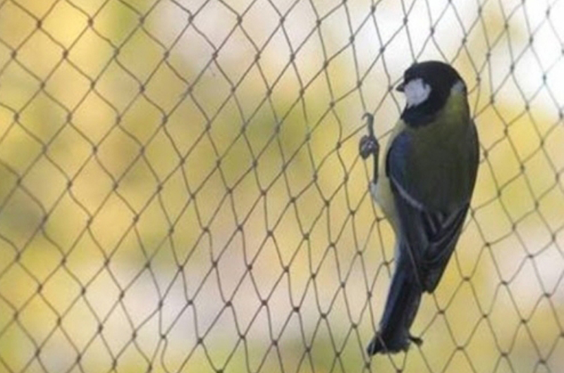 Bird Net 